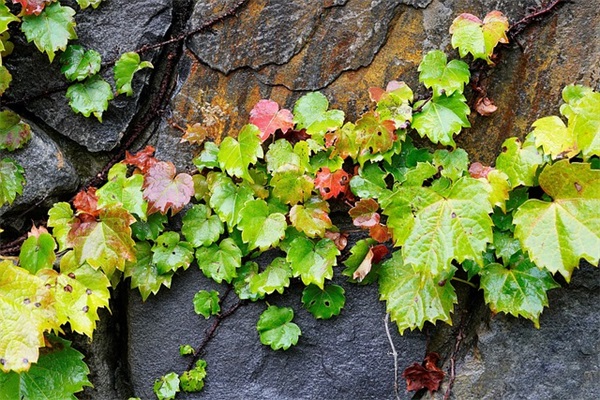 绝情的个性网名