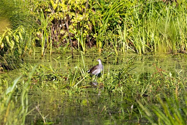 微信网名简单的