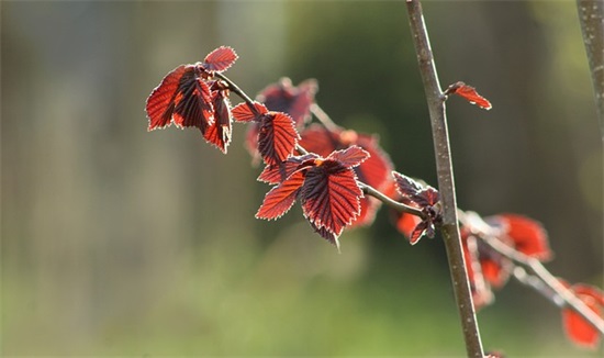 北京夜市是什么？