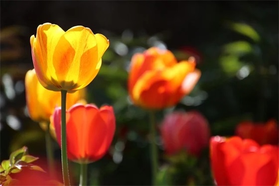 青菜里面有维生素c嘛？菜花蛇寓意？