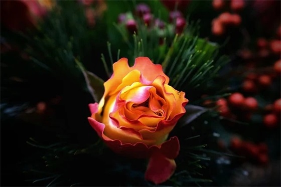 台湾华视直播在哪里可以观看？如何获取台湾华视直播源？