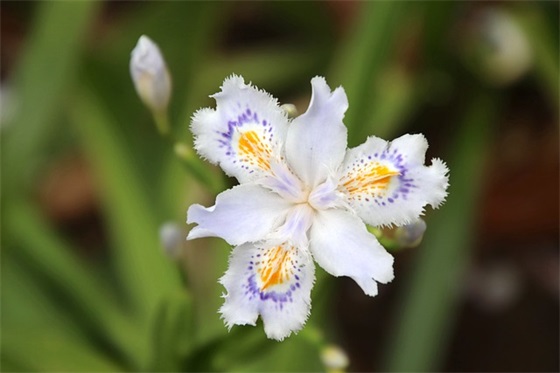 多啦A梦来自什么地方？哪些动物会做梦？都做哪些梦？