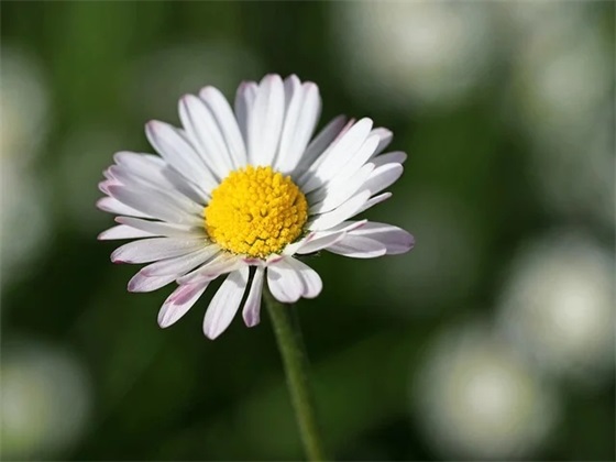 鸡枞菌是什么？有哪些特点和食用方式？附鸡枞菌图片