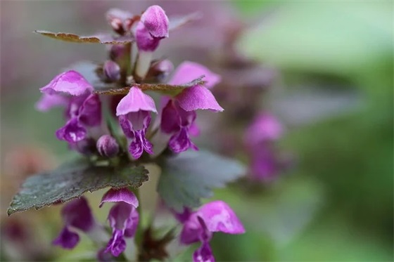 印度肚皮舞视频播放有哪些途径？