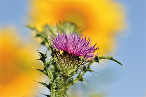 香菇怎样做才好吃？如何 *** 美味香菇？
