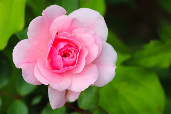 肉松茸及肉苁蓉图片大全有哪些？ – 探寻这两种食材的美味世界