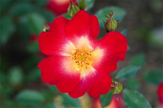 雪莲花广场舞完整版背面在哪里？为何要学习雪莲花广场舞？