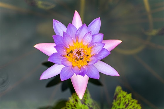 如何制作美味的牙签肉？| 牙签肉、家常做法、炖肉、调味料、煮法