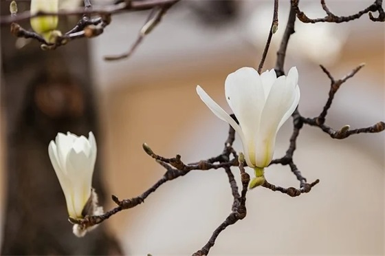 夕阳红太极扇第一套教学是什么？