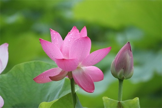 大营镇到菏泽的K1063中途停靠信息有吗？