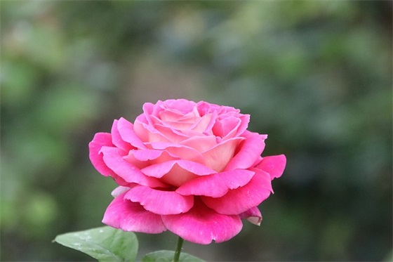 如何打理简单宝贝？——打造自然清新的婴幼儿护理方式