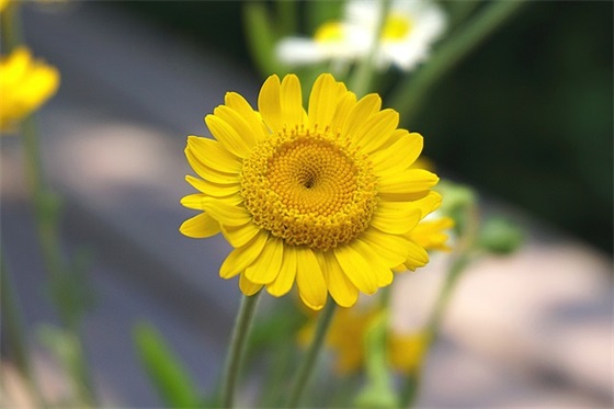 《书记你的太大太长了》视频是什么？——详细揭秘