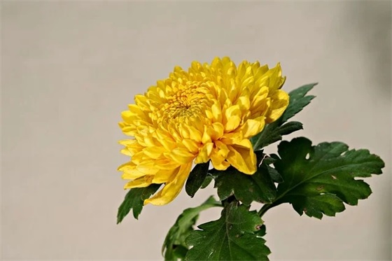 王麟演唱会的现场版有哪些精彩表现？王麟一直是华语乐坛中备受瞩目的实力歌手之