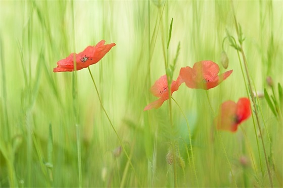 70W-80W能买到什么样的土精，水精，火精，风精？