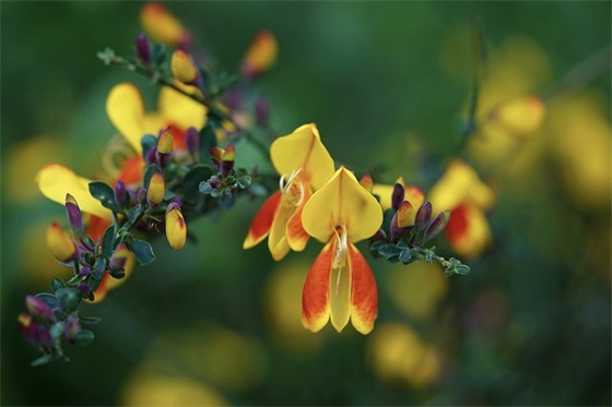 狼吃肉是什么意思？刺猬吃肉还是吃草？