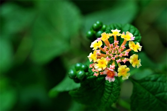 花核涂上合欢药会有什么效果？