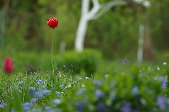 马上进入小学家长寄语 【进入小学的家长感言说说】