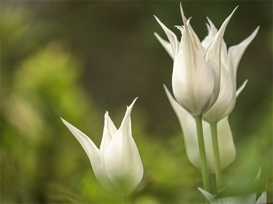 新年寄语幼儿园家长 【新年寄语幼儿园家长怎么写】