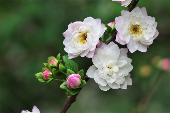 大班六一老师寄语 【幼儿园老师对大班孩子的六一祝福语】