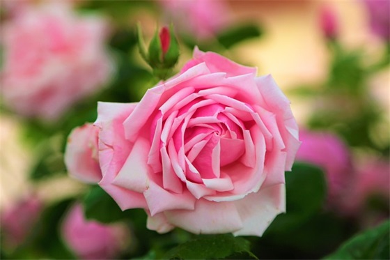 六年级成长册家长寄语 【六年级成长寄语家长的话】