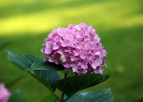 清明网上祭祀寄语 【清明节网上祭祀寄语】