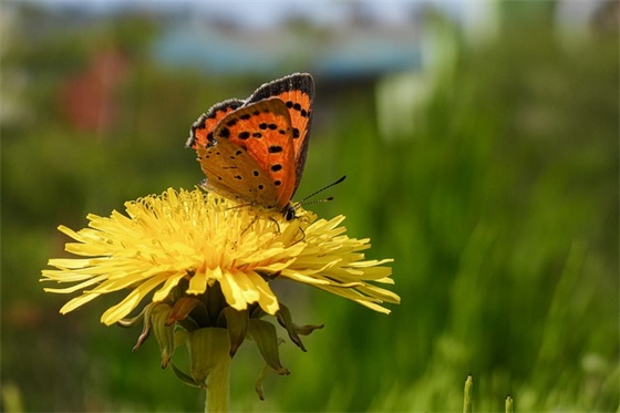 父母对幼儿的简短寄语 【父母对幼儿的简短寄语短句】