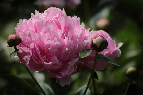 给老师的幼儿园毕业寄语简短-100句