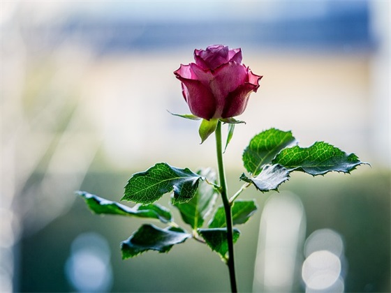 家长给孩子成长寄语 【家长给孩子成长寄语大全】