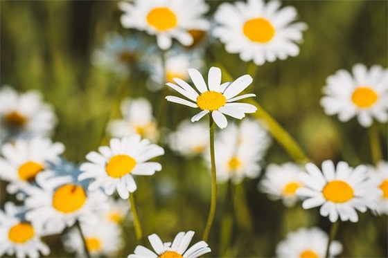 “正式确诊为那英”是什么梗？具体是啥意思？理解那英并成为