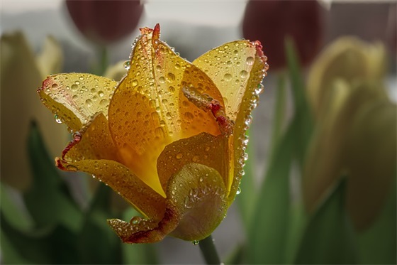 什么是天乙贵人？天乙贵人都有哪些作用？八字有天乙贵人就会得到贵人的帮助吗