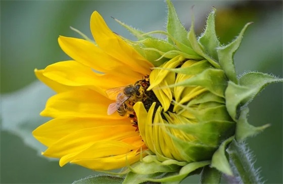 什么是征求志愿？谁可以填？降分吗？附2024福建本科批征求计划