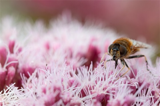 什么是合成橡胶？合成橡胶发展历史