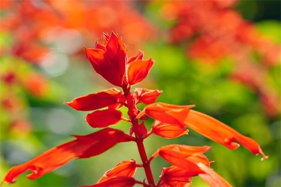 什么是行为主义?