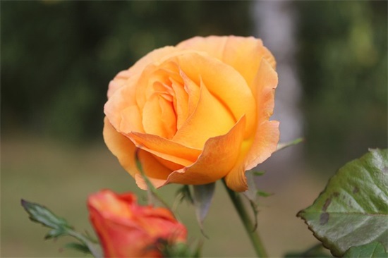 父母给孩子的上班寄语 【妈妈上班给孩子的留言】