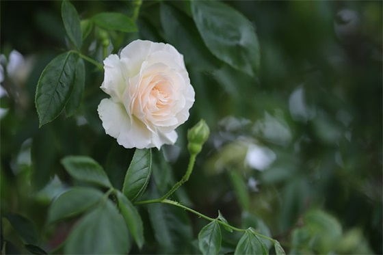 小学英语老师期末寄语 【小学生英语老师寄语】