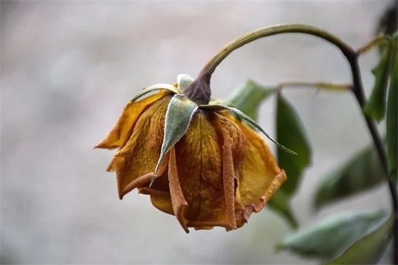 十八岁成人礼的寄语 【十八岁成人礼寄语男孩】