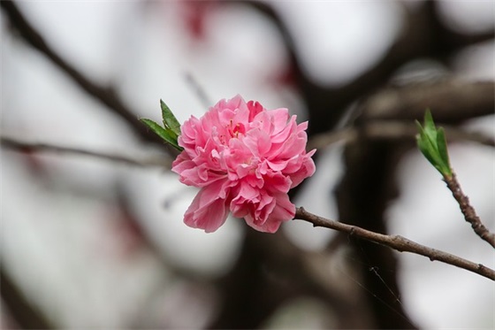 送给闺蜜的生日寄语 【送给闺蜜的生日贺语】