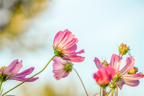 哥哥寄语 【2024年送给哥哥的祝福语】