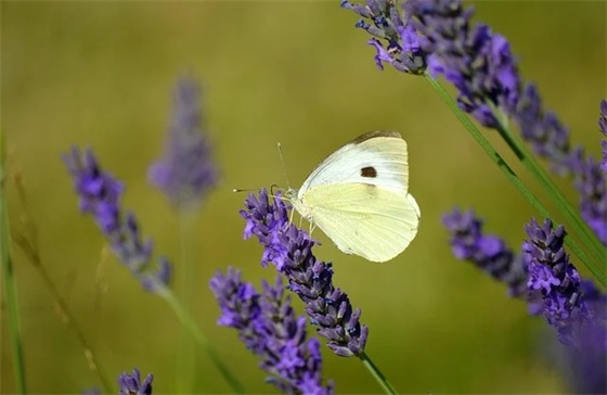 写给亲人的生日寄语 【给亲人的生日祝福简短8到10个字】