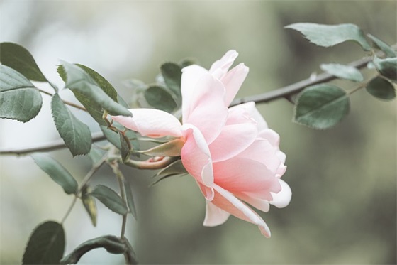 最有意义的15岁生日寄语女儿 【15岁女儿生日祝福短语】