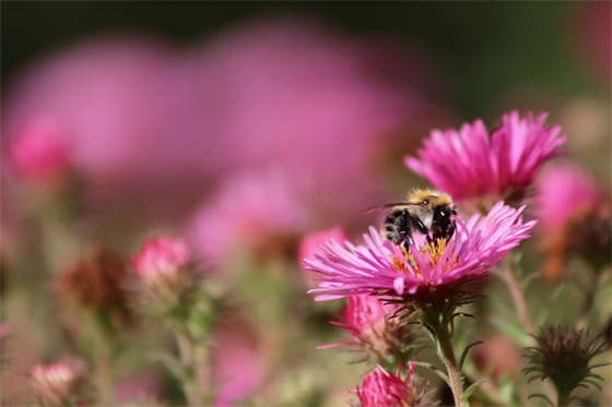 小学一年级期末评语大全简短寄语-54句