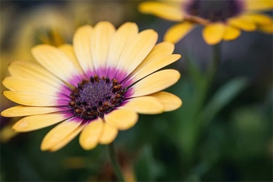 小学一年级新生寄语简短 【小学一年级新生寄语简短精辟】