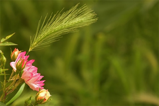 妈妈给高中女儿的寄语 【妈妈给高中女儿的寄语和鼓励】