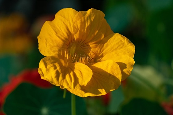 幼儿园暑假园长寄语简短的 【幼儿园暑假园长讲话】