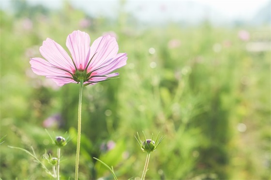家长寄语小学二年级 【家长寄语小学二年级期末】
