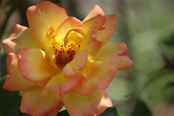 初二孩子寄语-94句