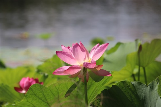 写给中考女儿的寄语和祝福-100句
