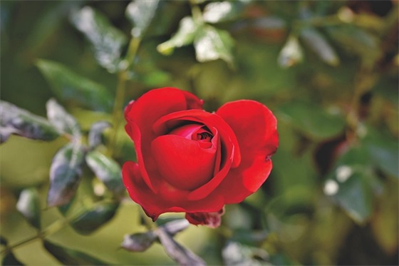 初中同学家长学年寄语-75句