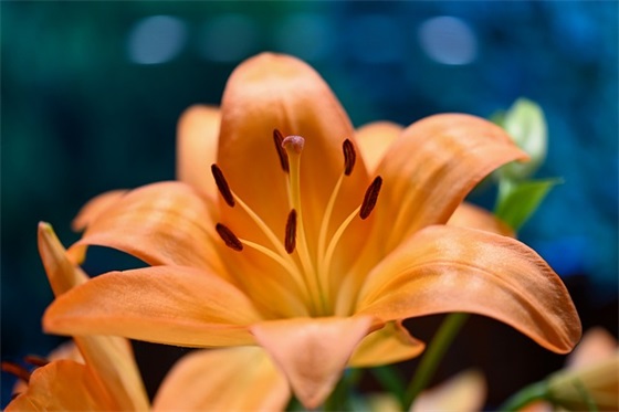 大班毕业孩子寄语简短 【大班毕业幼儿寄语短句】