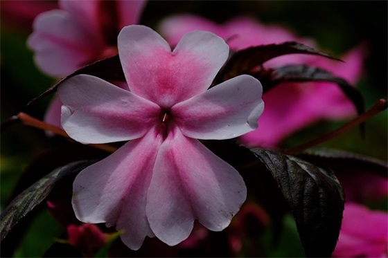 小朋友的寄语简短-58句